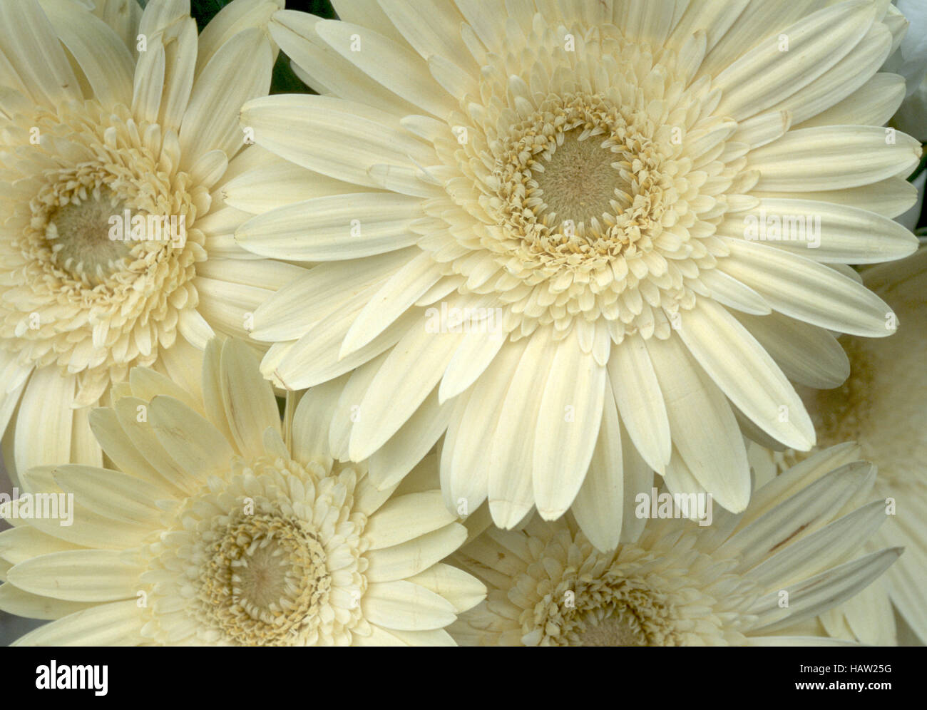 Perfect creamcolored Gerber Daisies Stock Photo Alamy