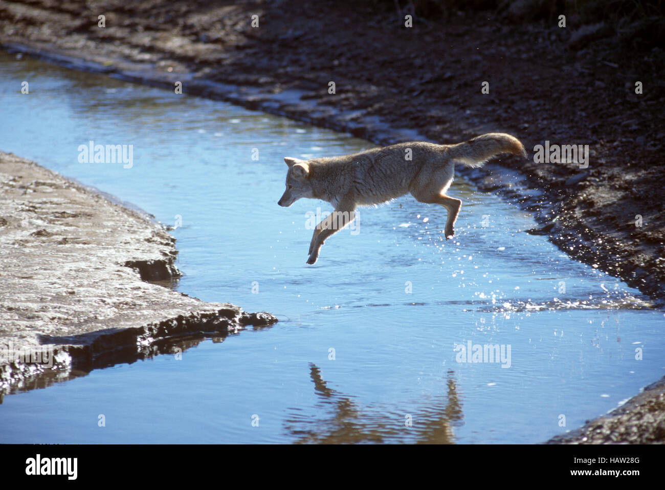 Coyote jumps stream at Yellowstone National Park Stock Photo
