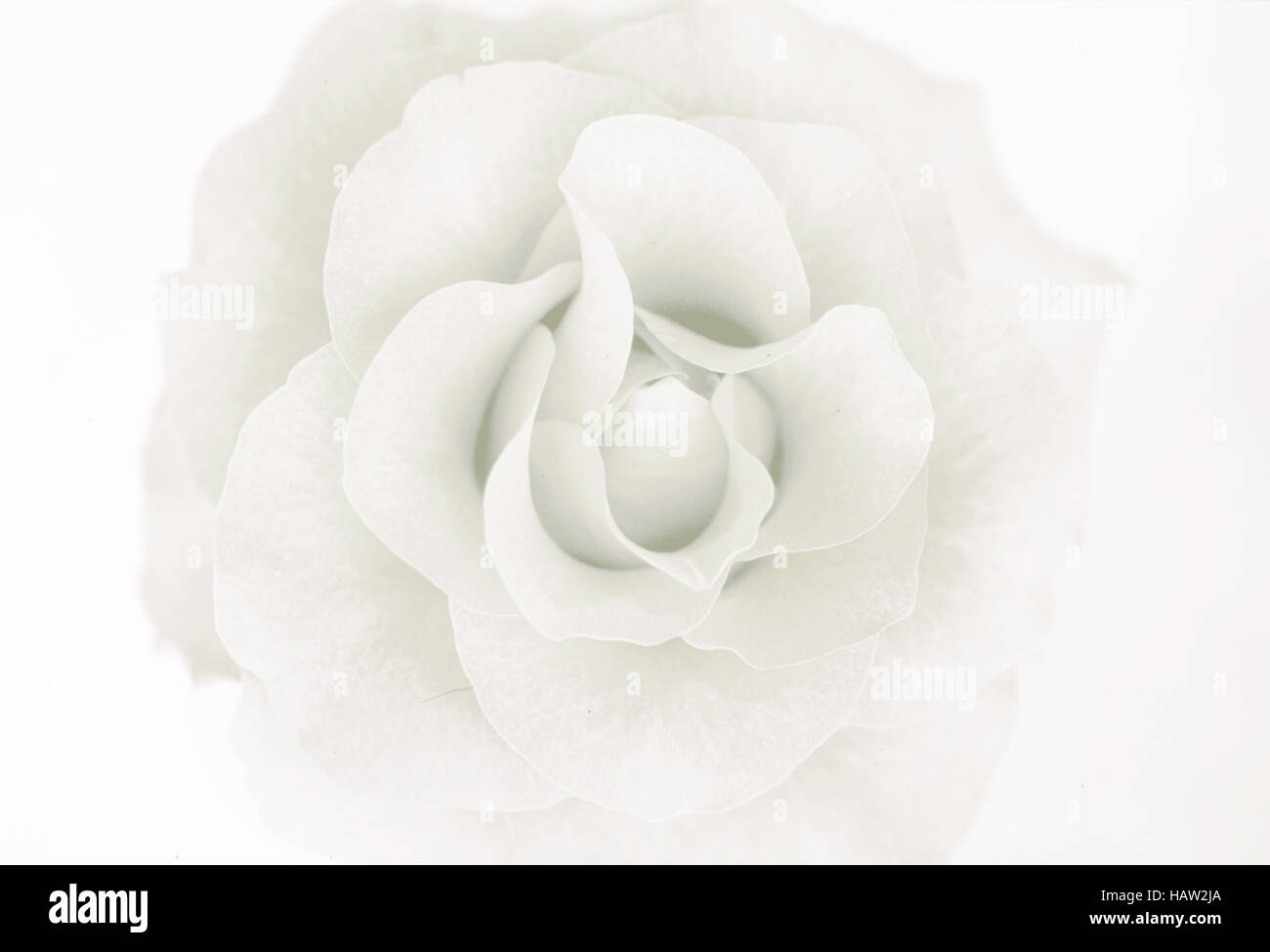 Rose opening beautifully Stock Photo Alamy