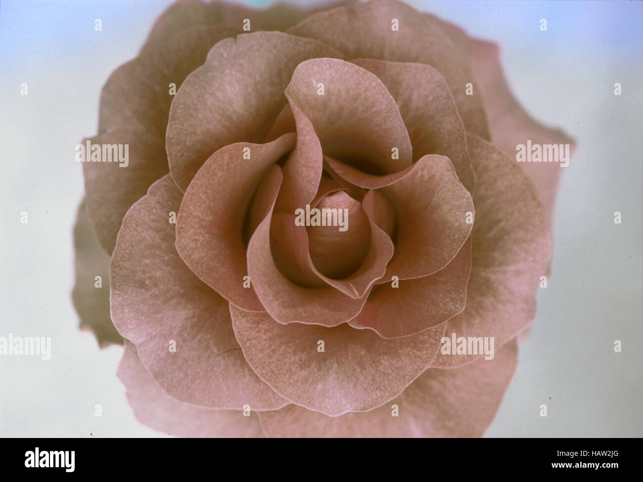 A rose opening beautifully Stock Photo Alamy
