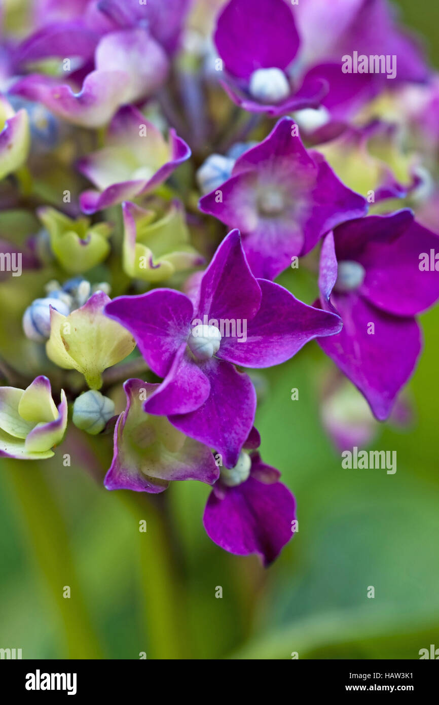 Hortensie hydrangea macrophylla bauernhortensie hi-res stock ...