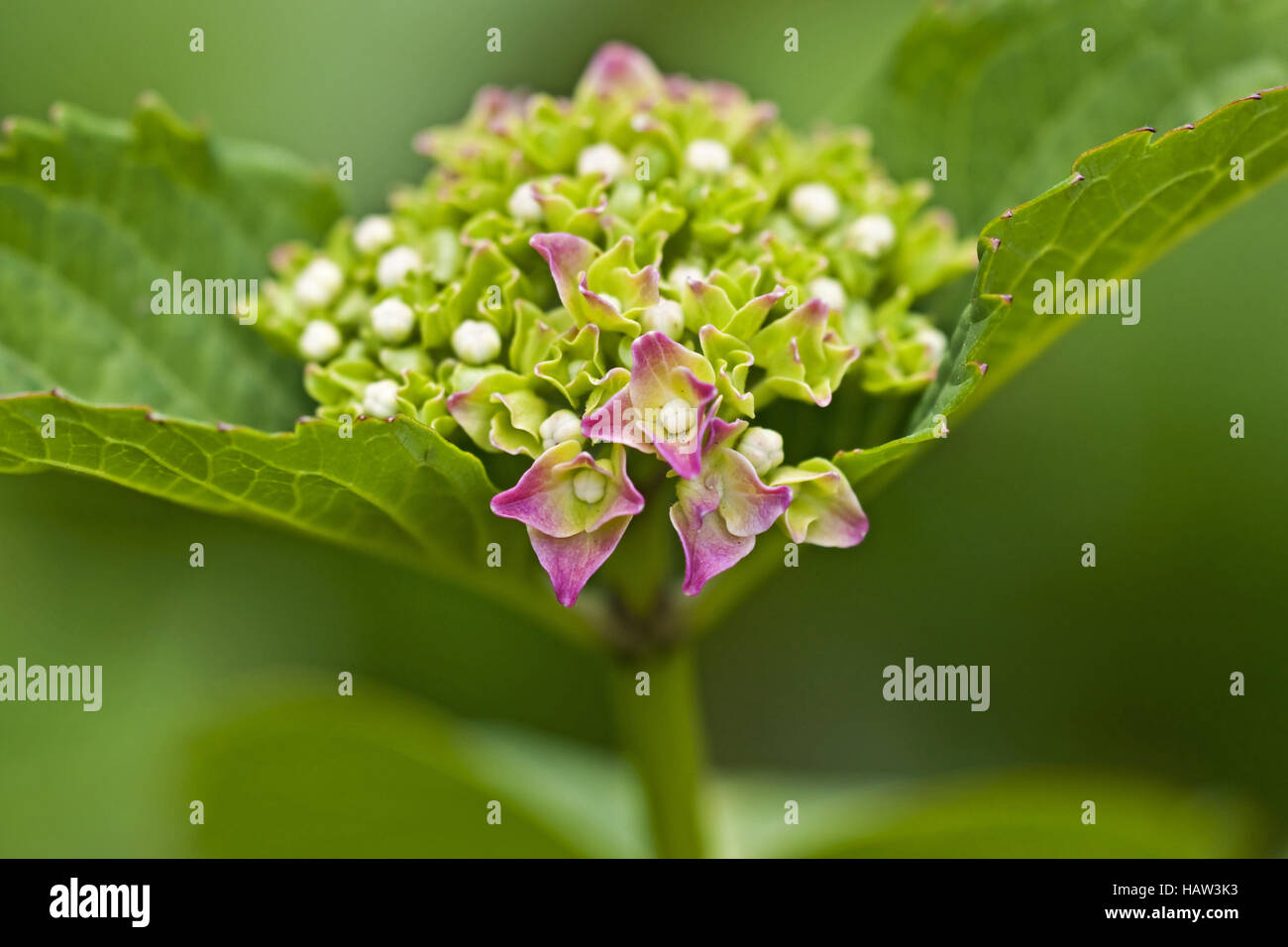 Hortensie hydrangea macrophylla bauernhortensie hi-res stock ...