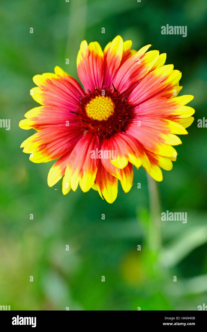 Gaillardia Stock Photo