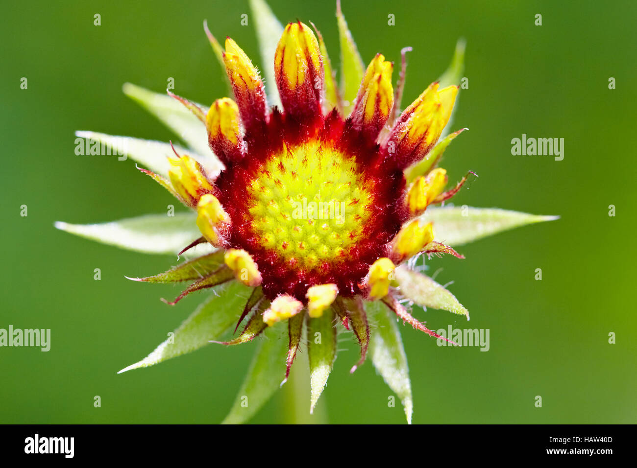 Gaillardia Stock Photo