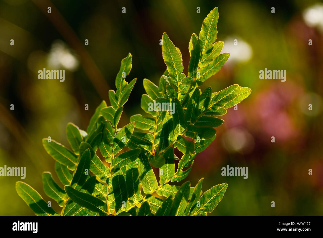 flowering fern - Osmunda regalis Stock Photo