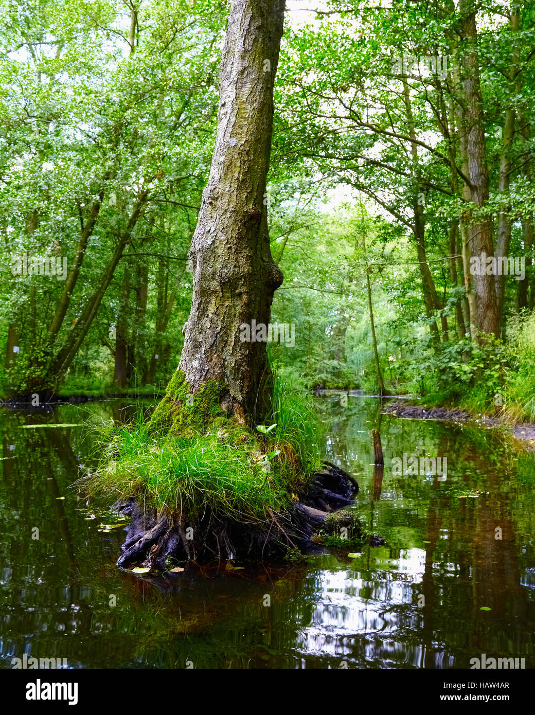 Swamp root hires stock photography and images Alamy