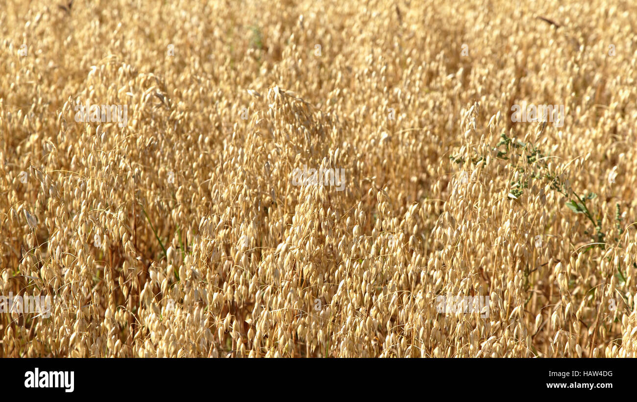 Cereal plantation hi-res stock photography and images - Alamy