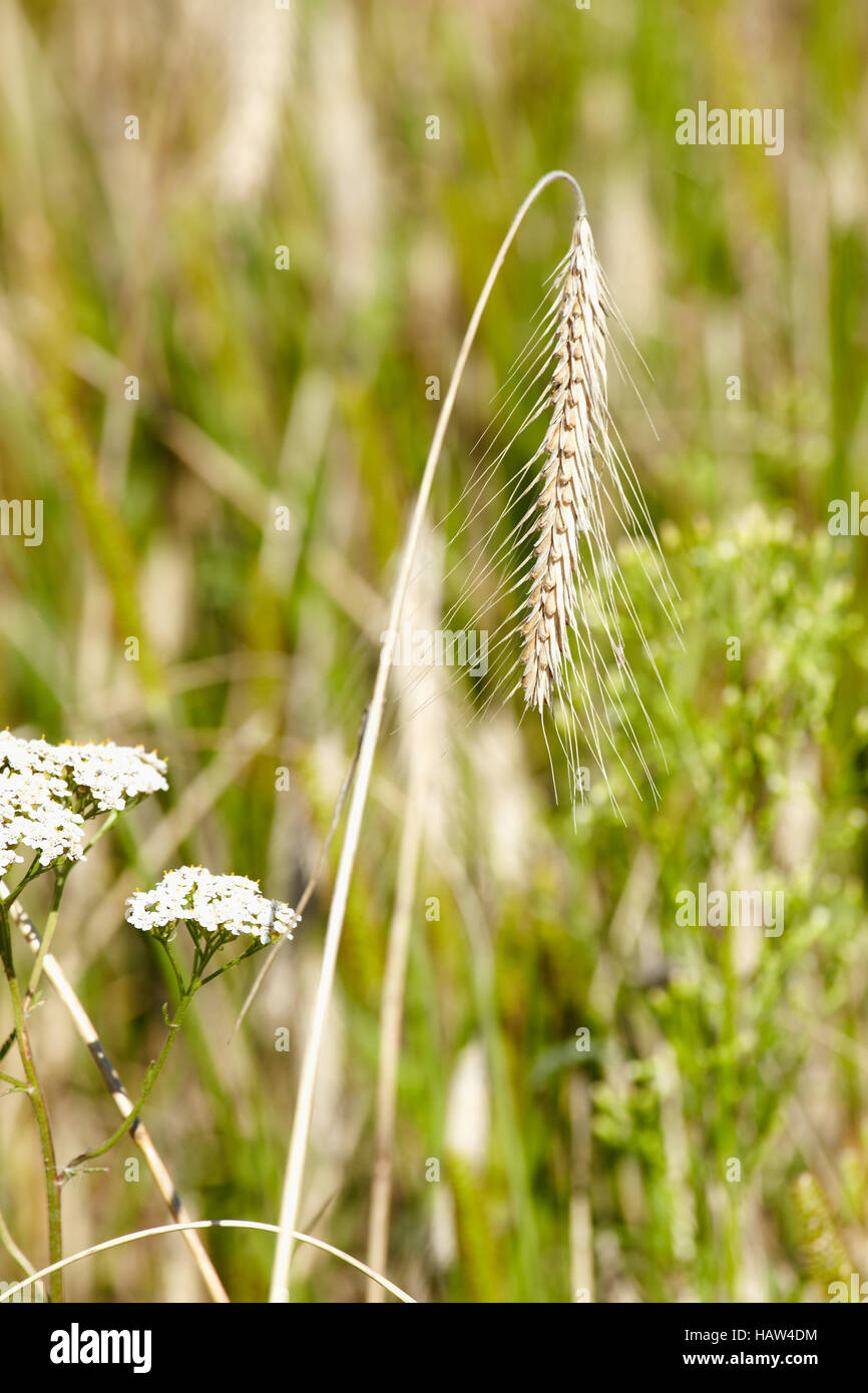 Cereal plantation hi-res stock photography and images - Alamy