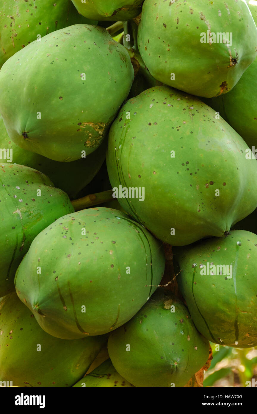Close-up of several green papaya (Carica papaya) Stock Photo