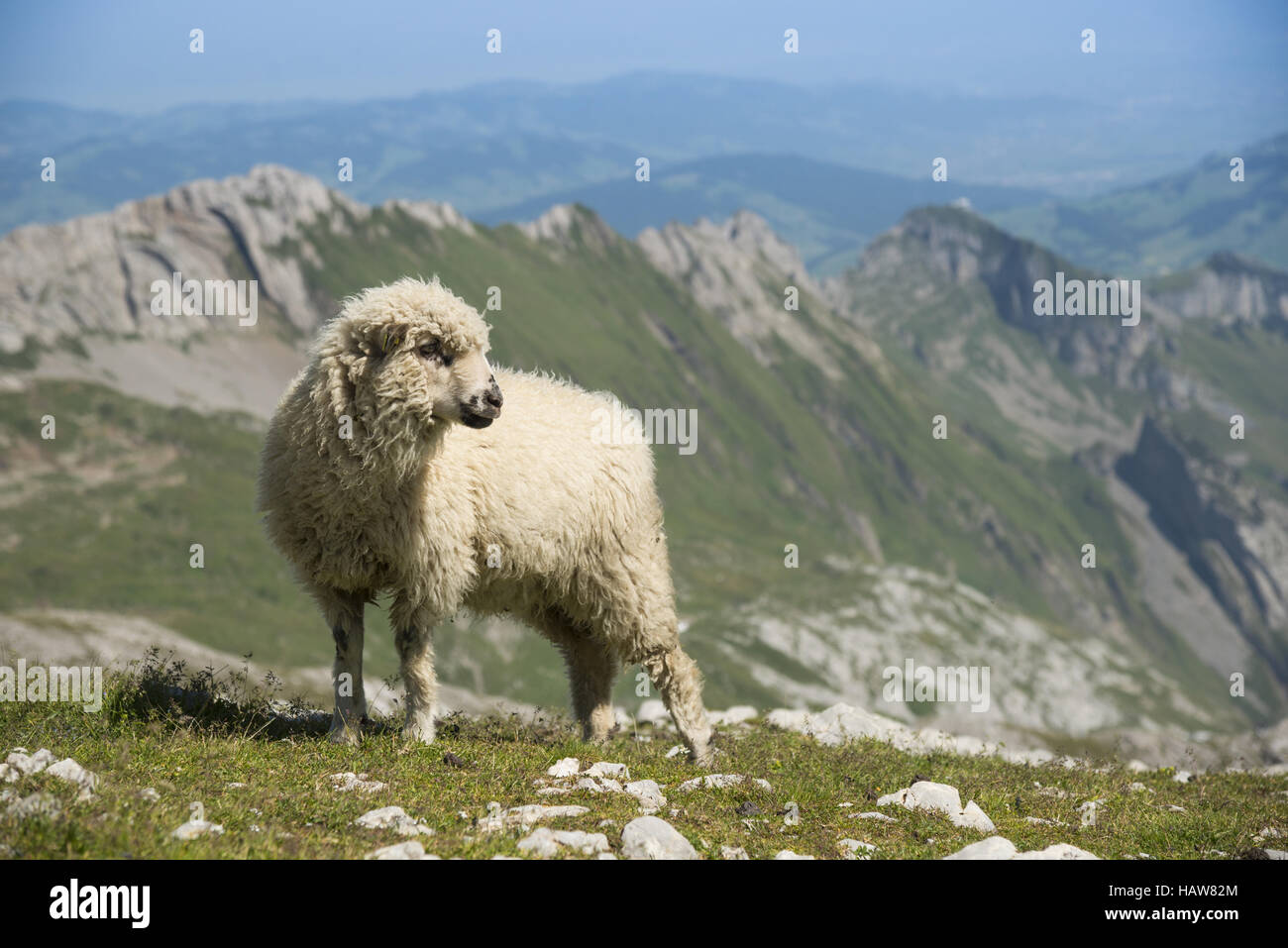 Sheep on alpine meadows, Saentis Stock Photo
