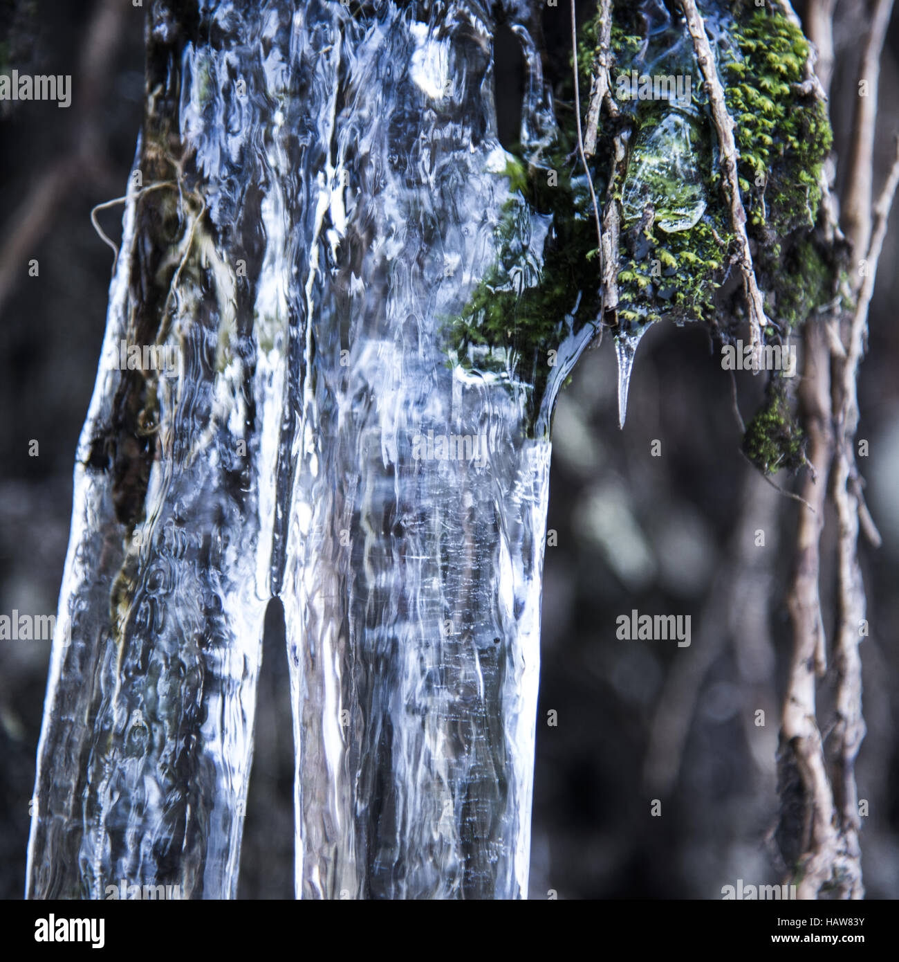 Icicle Stock Photo