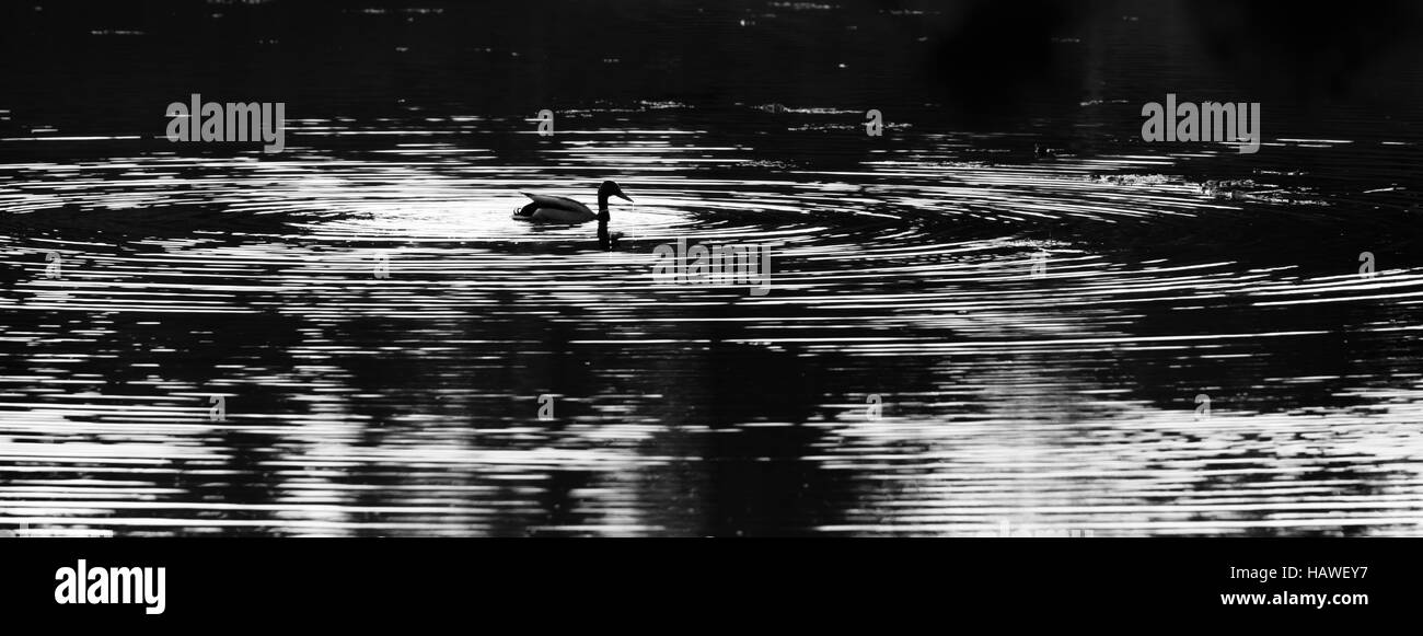 Black and white photo of a Mallard duck (Anas platyrbynchos) swimming in a lake. Stock Photo