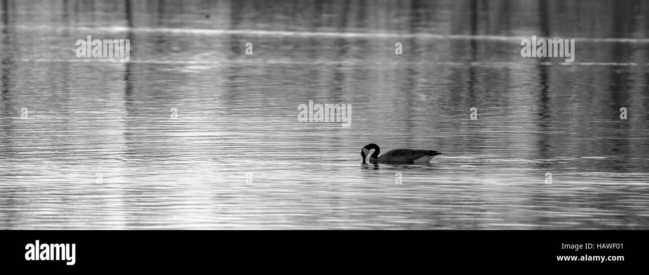Black and white photo of a Canadian goose (branta canadensis) swimming in a lake. Stock Photo