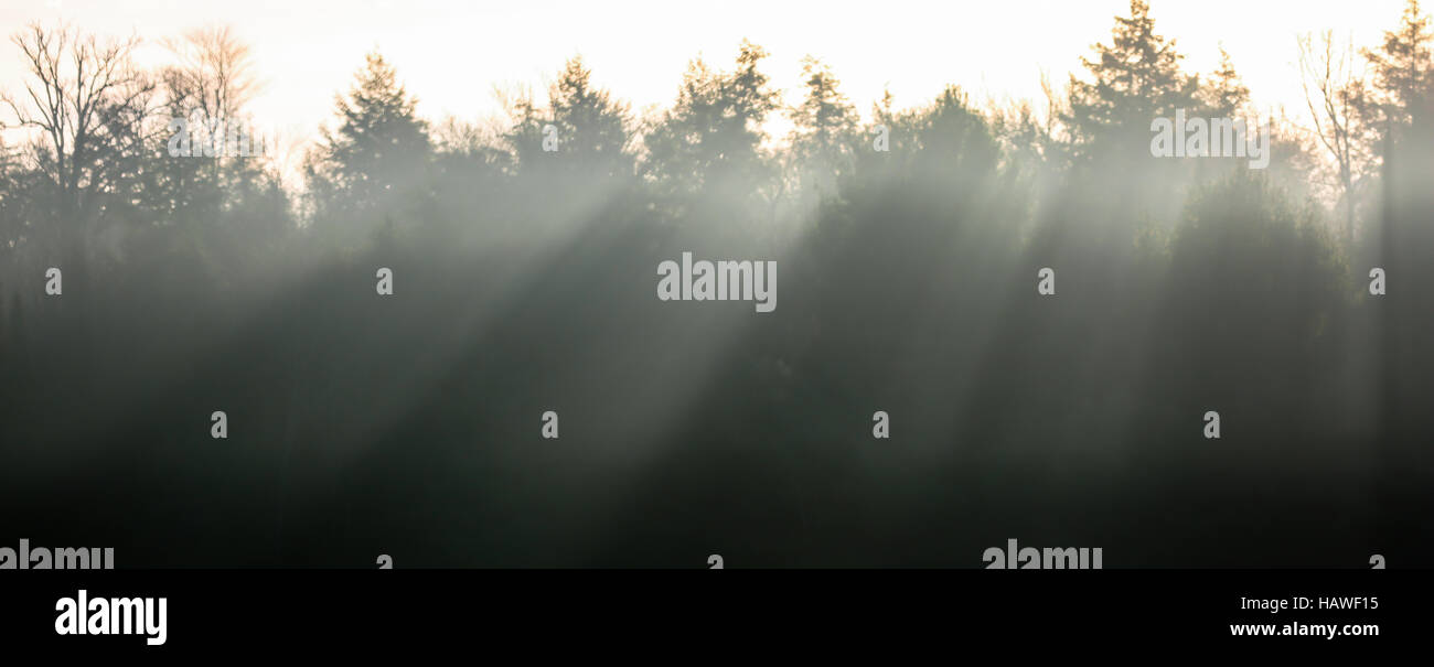 Ray beams of sunlight falling through the pine trees. Stock Photo