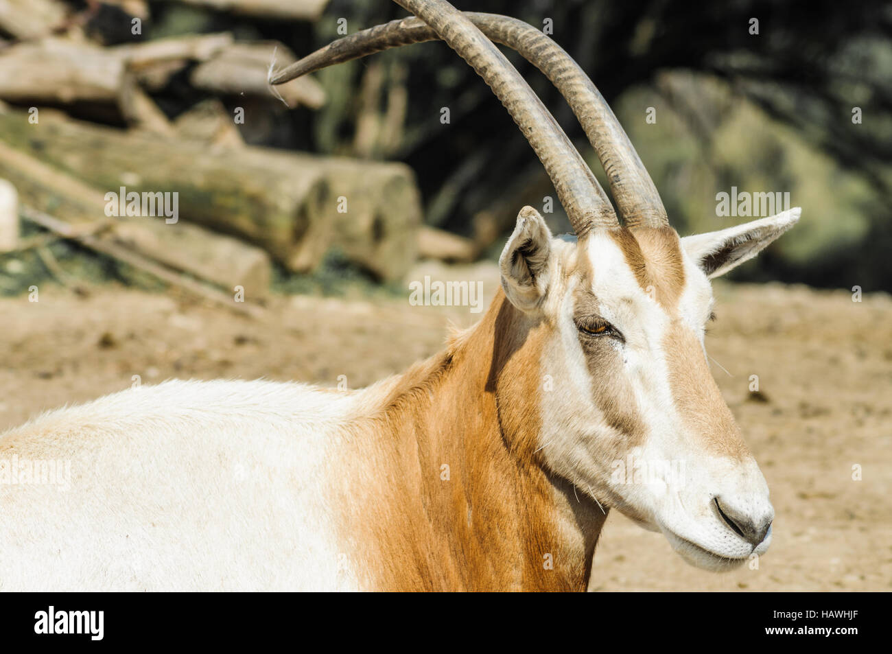 Gazelle beim Suchen Stock Photo