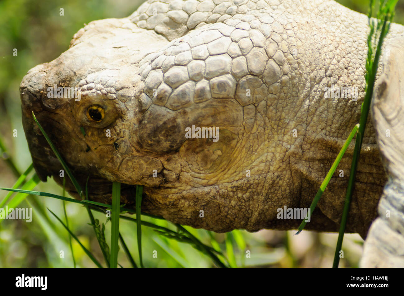 Schildkroete close-up Stock Photo