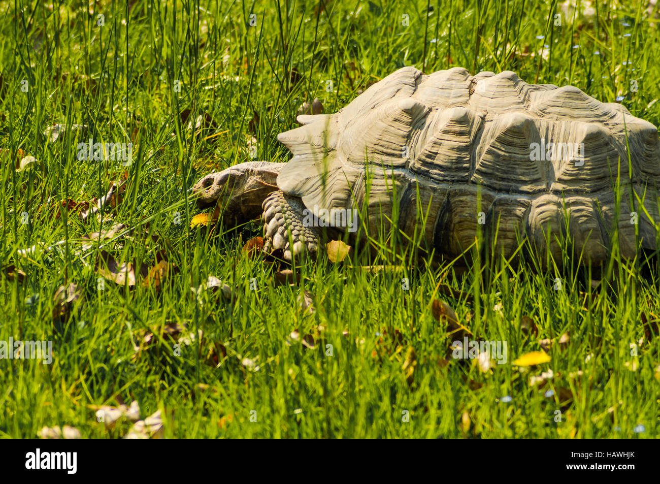 Riesenschildkroete Stock Photo