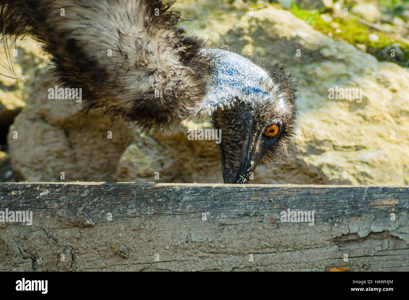 Emu beim Essen Stock Photo