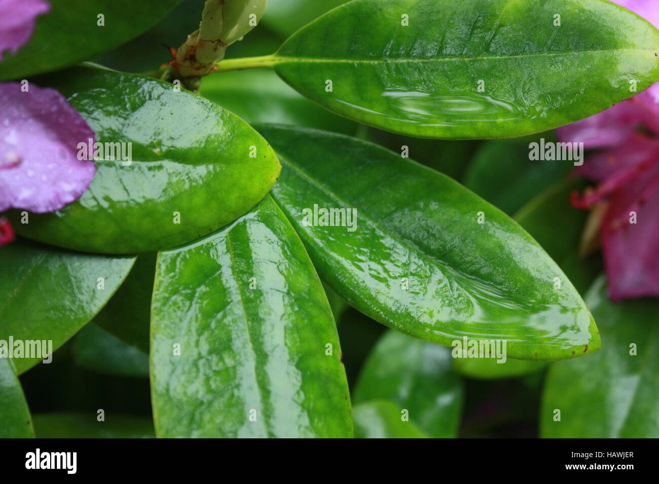 rain-soaked, oval leaves, Rhododendron Stock Photo
