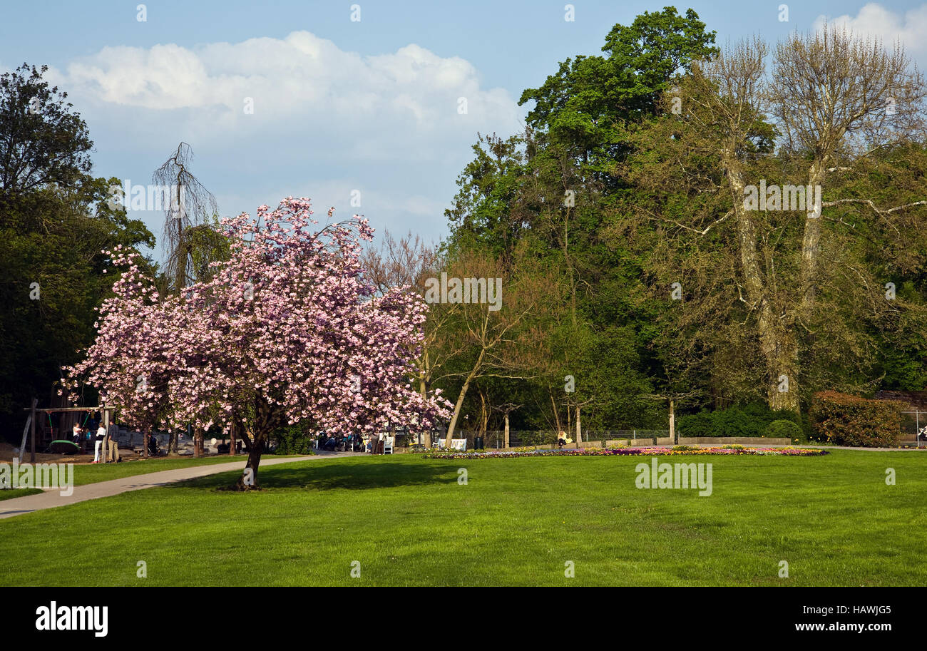 Park with blooming ornamental cherry Stock Photo