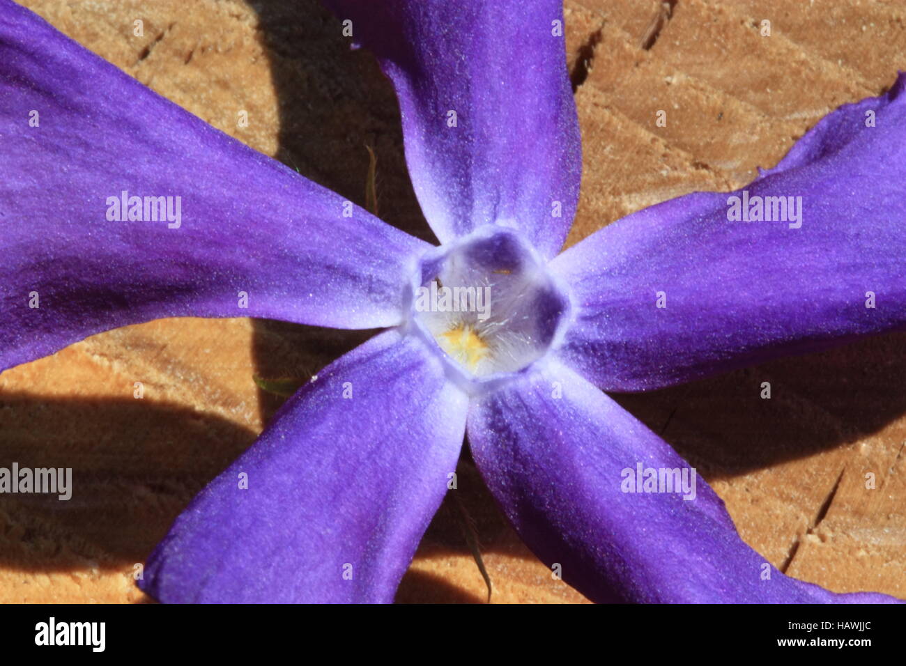 purple flower on wood Stock Photo