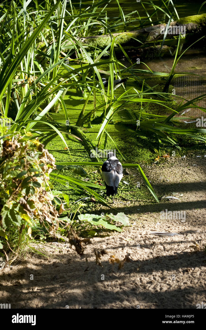 Bird of the reeds hi-res stock photography and images - Alamy