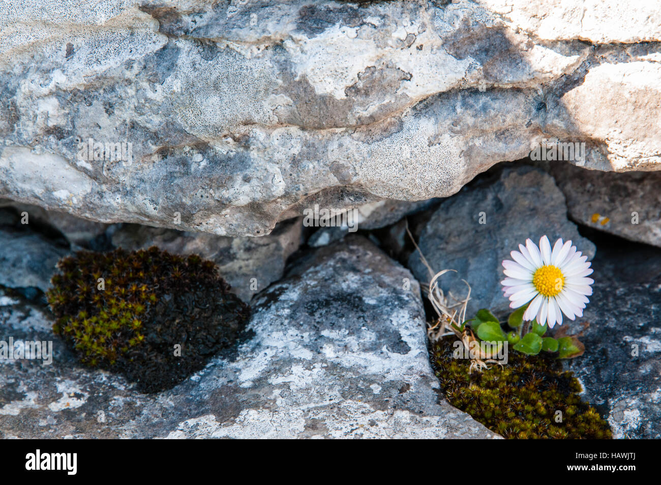 Daisy rock hires stock photography and images Alamy
