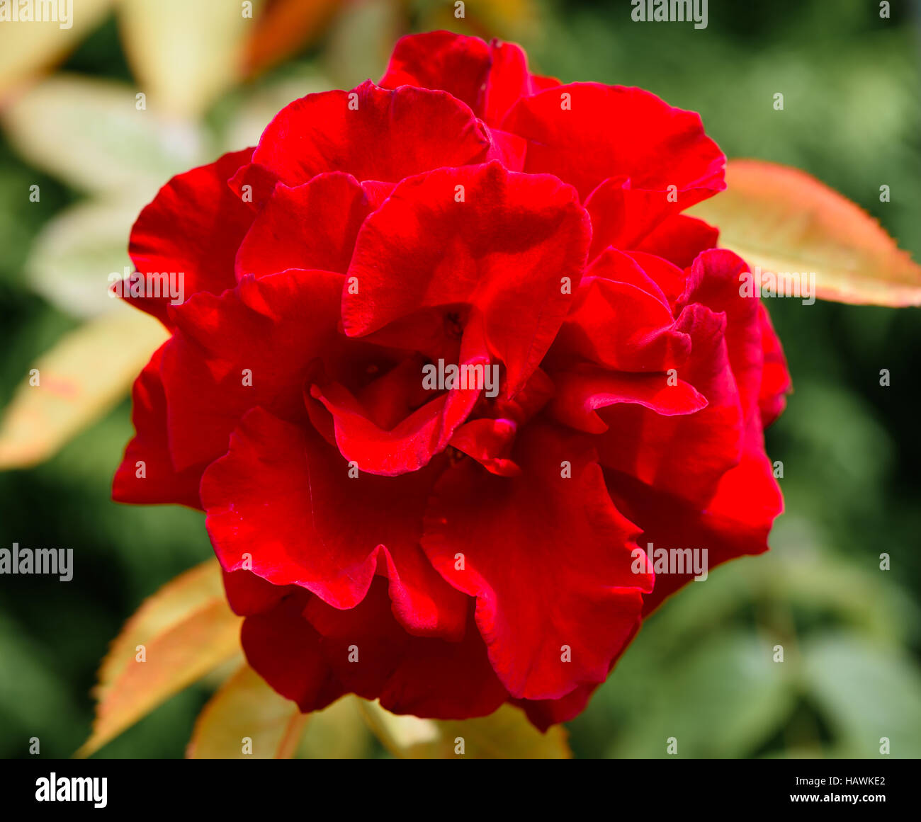 Red Rose face on Stock Photo