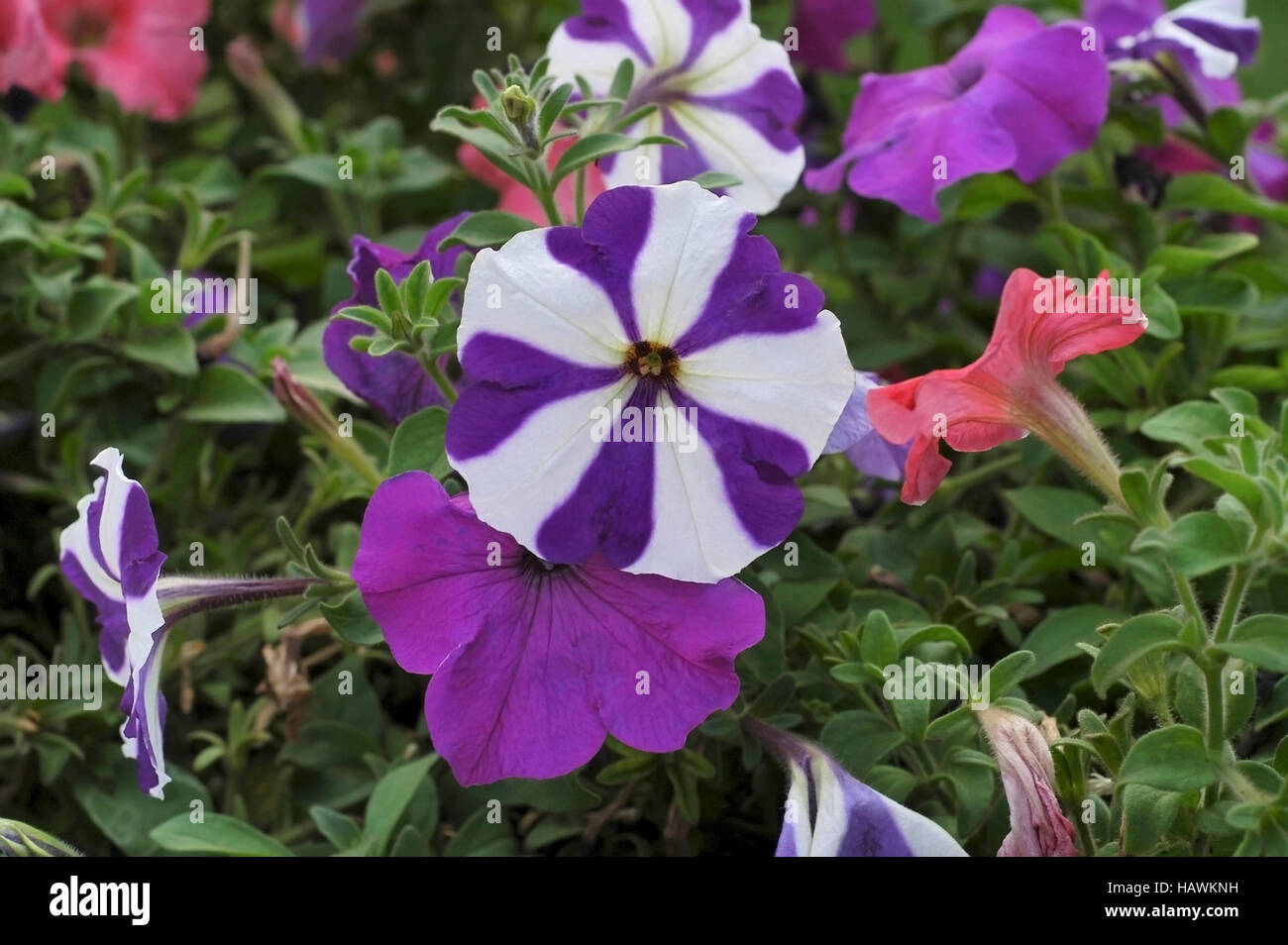 Petunia flowers in various colors Stock Photo - Alamy