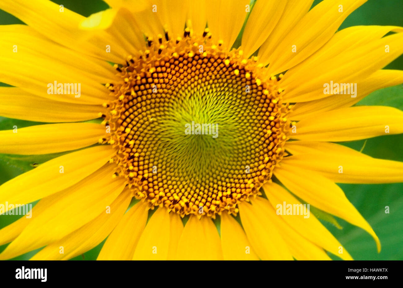Helianthus or sunflower Stock Photo