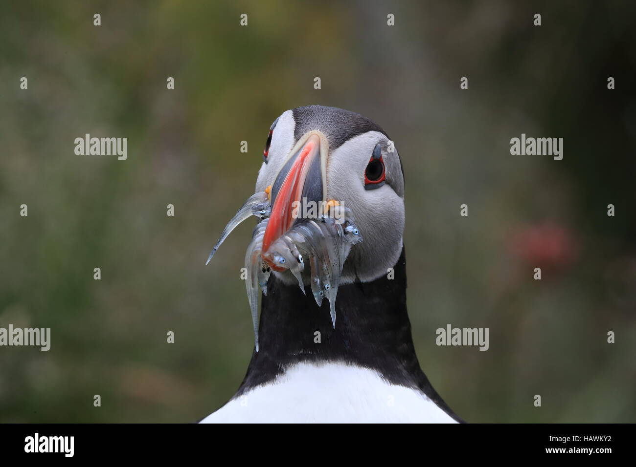 Atlantic Puffin with fish in mouth Iceland Stock Photo