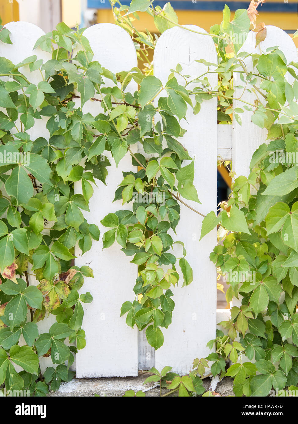 ivy leaves isolated on a white background Stock Photo - Alamy