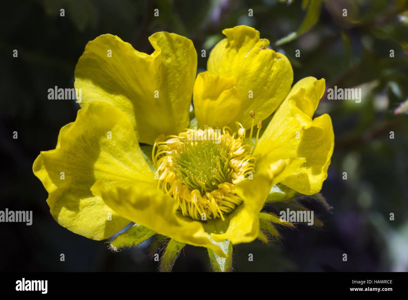 Alpine flower closeup Geum Reptans (Creeping Avens), Aosta valley, Italy Stock Photo