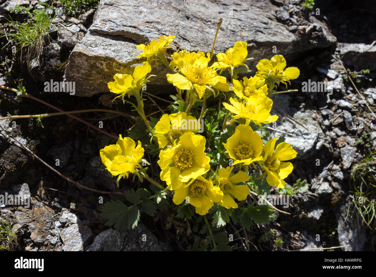 Alpine flower Geum Reptans (Creeping Avens), Aosta valley, Italy Stock Photo