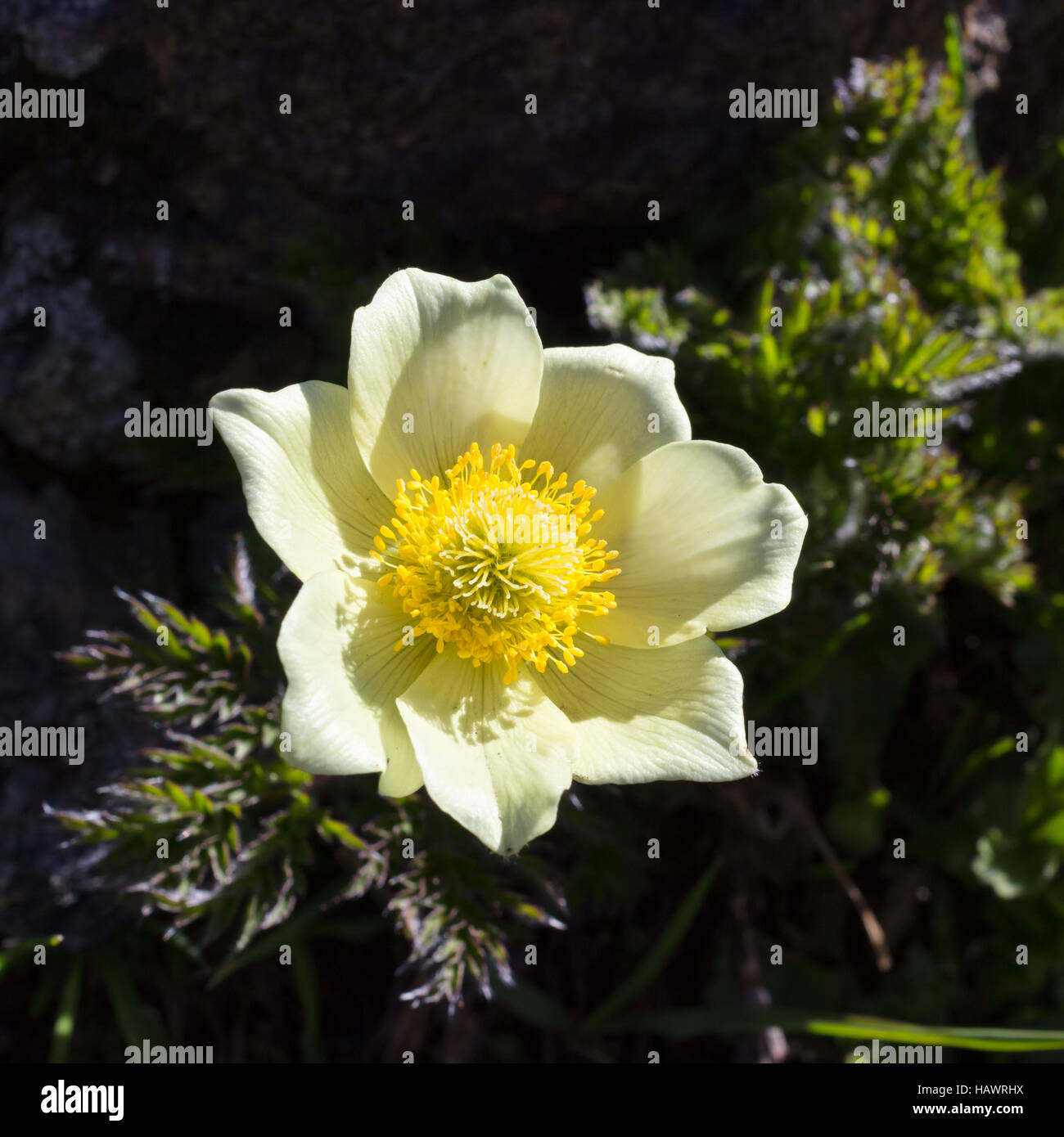 Alpine flower Pulsatilla Alpina (windflower), Aosta valley Stock Photo