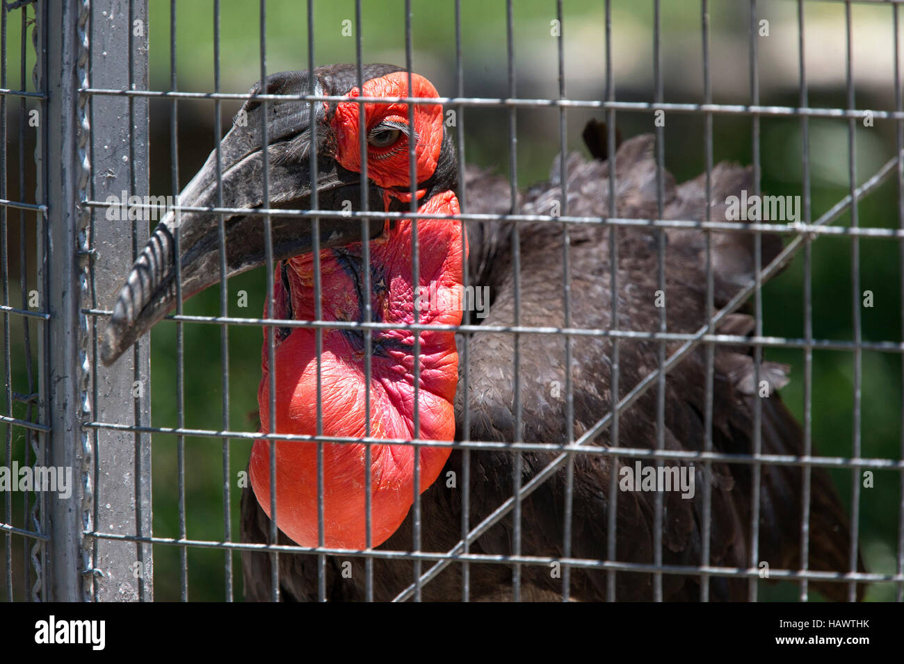 A southern ground-hornbill (bucorvus leadbeateri) in a cage. Stock Photo