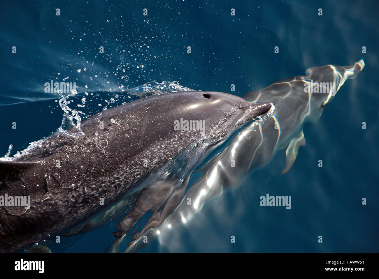 Delfin Watching Stock Photo