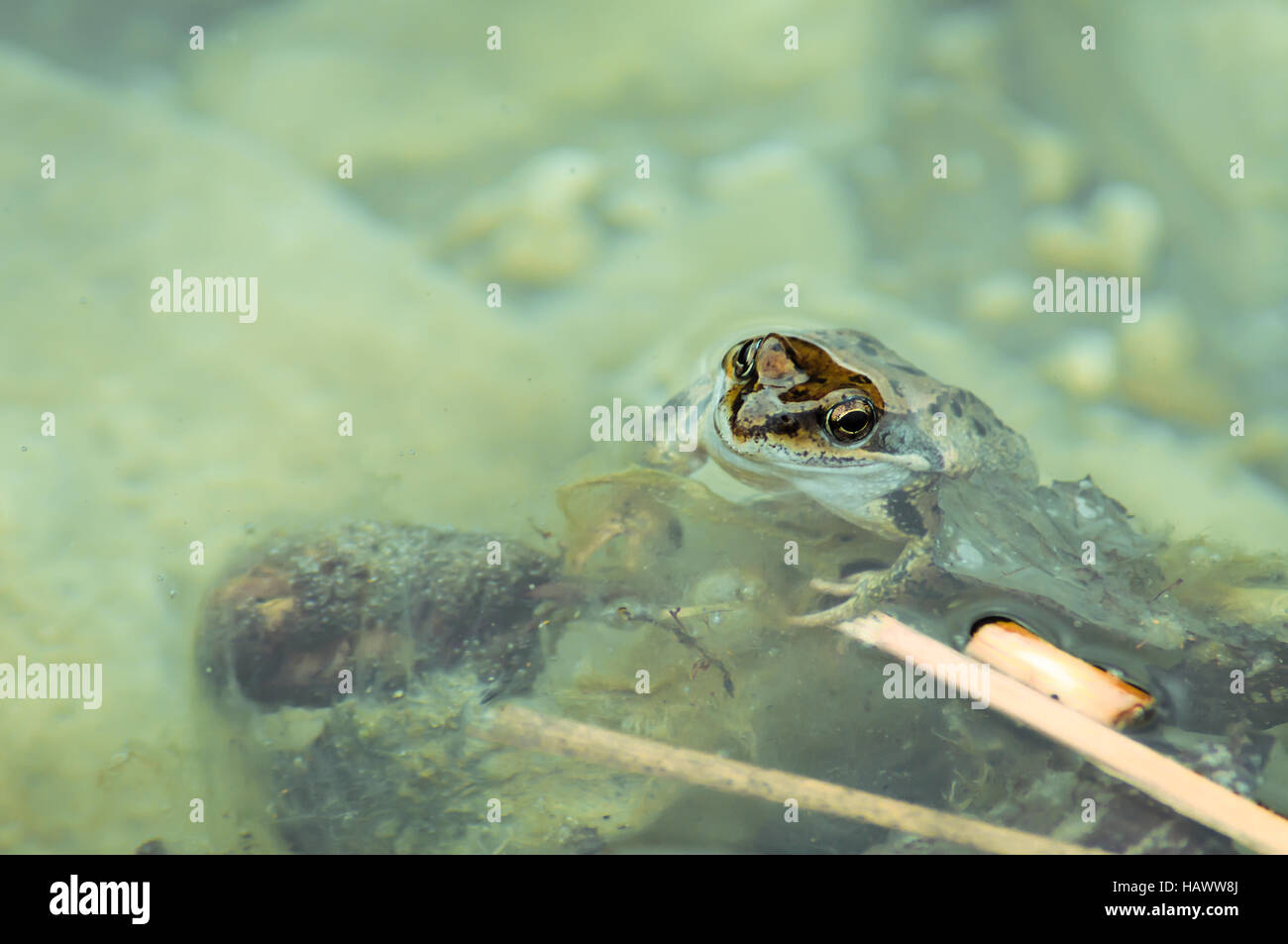 Frog in pond Stock Photo - Alamy