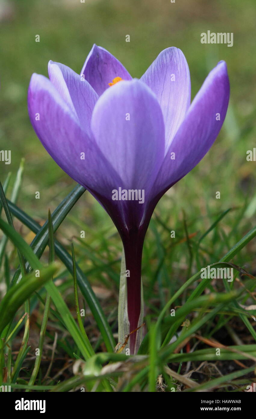 Liliengewachs hires stock photography and images Alamy