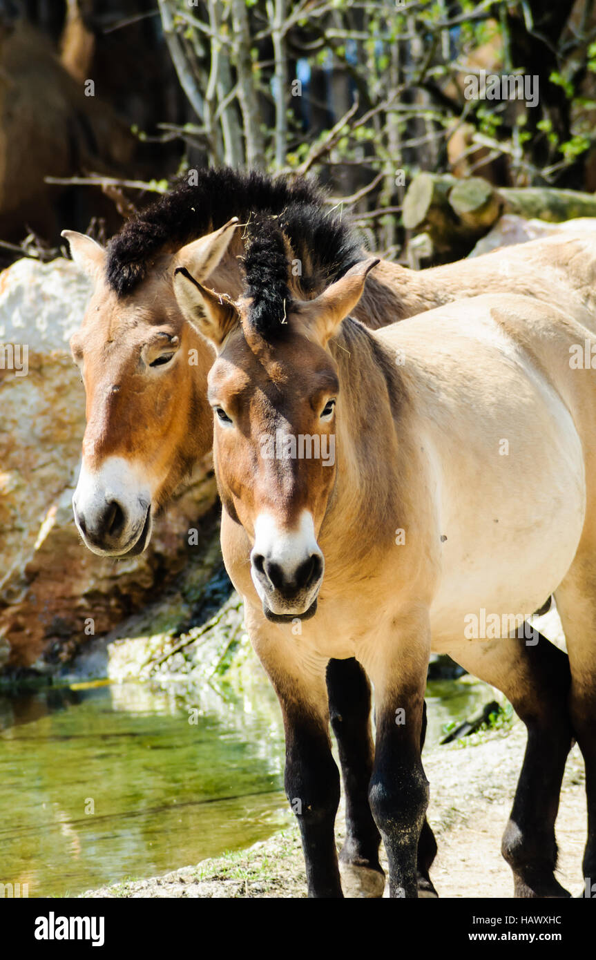 Pferdepaar Stock Photo