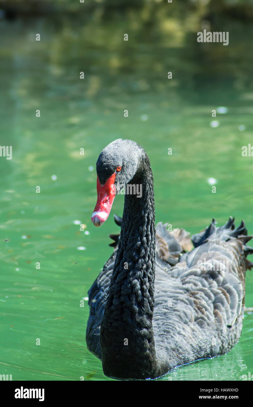 Schwarzer Schwan Stock Photo