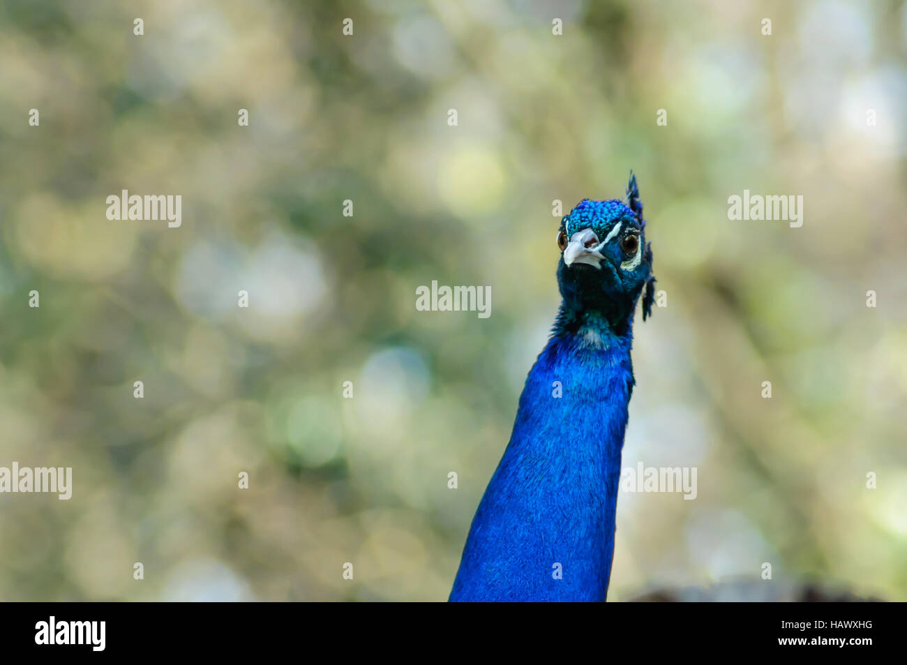 Portrait pfau Stock Photo