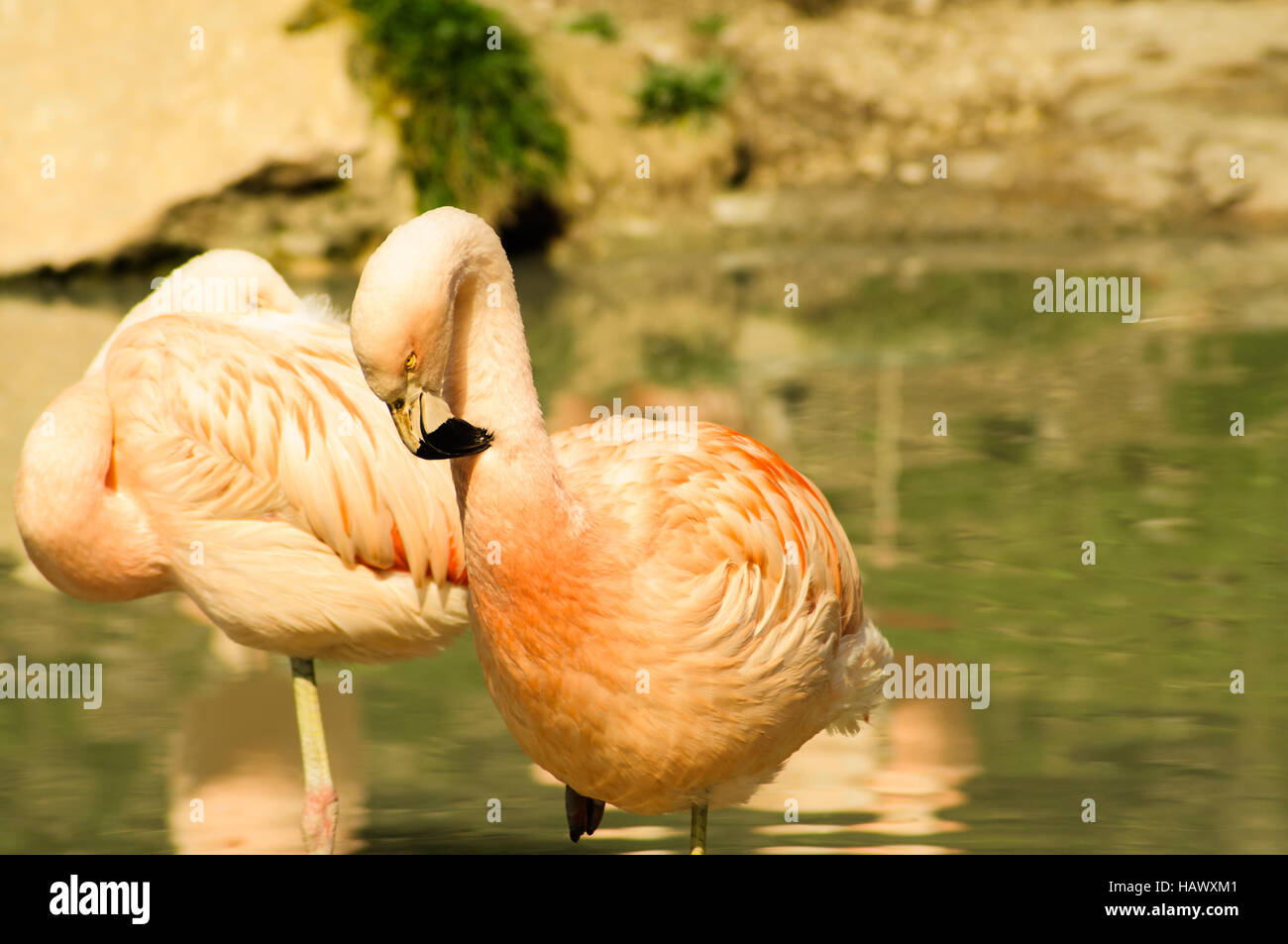 Flamingos Stock Photo