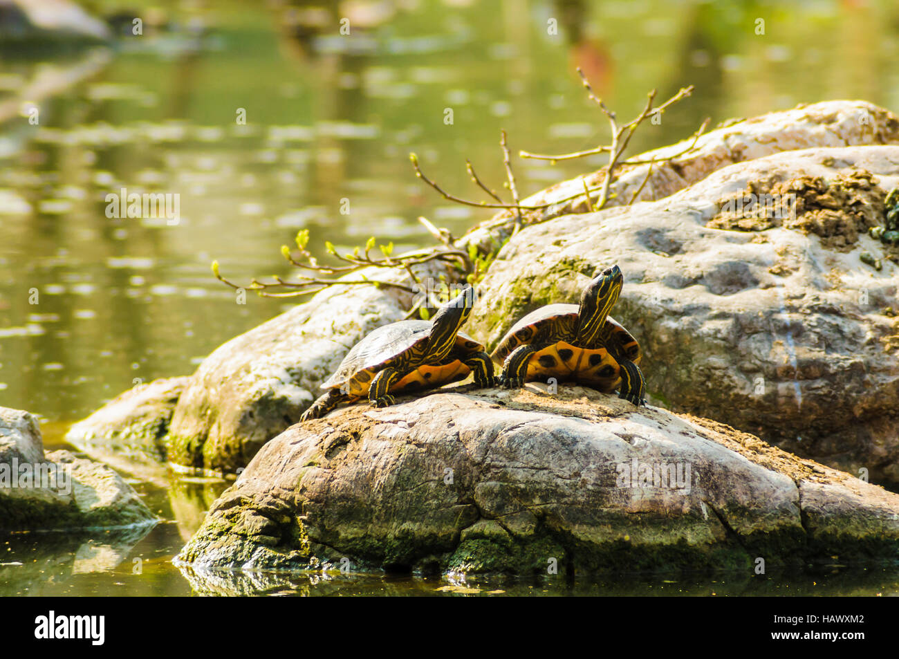 Schildkroetenduo Stock Photo