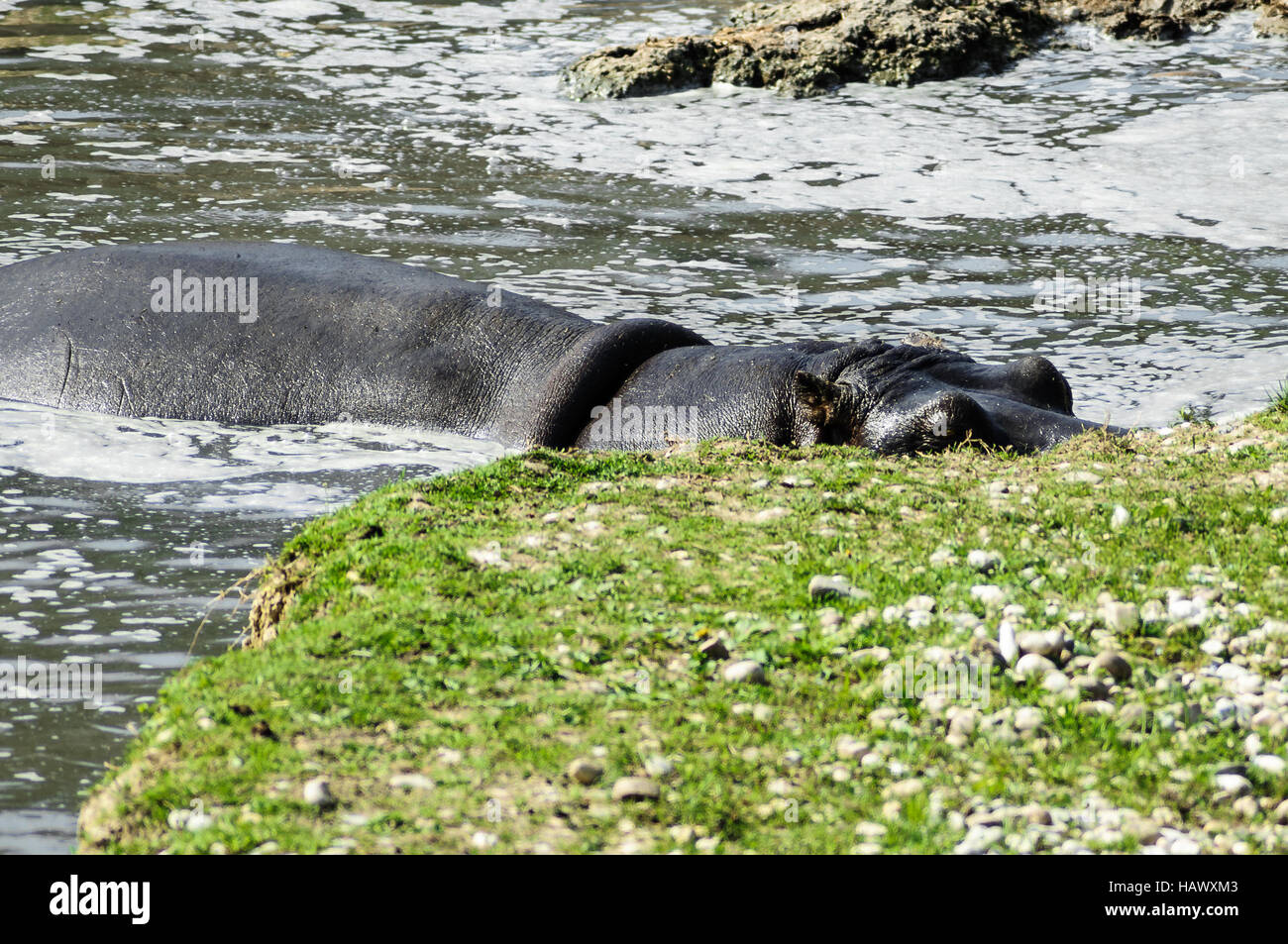 Flusspferd Stock Photo