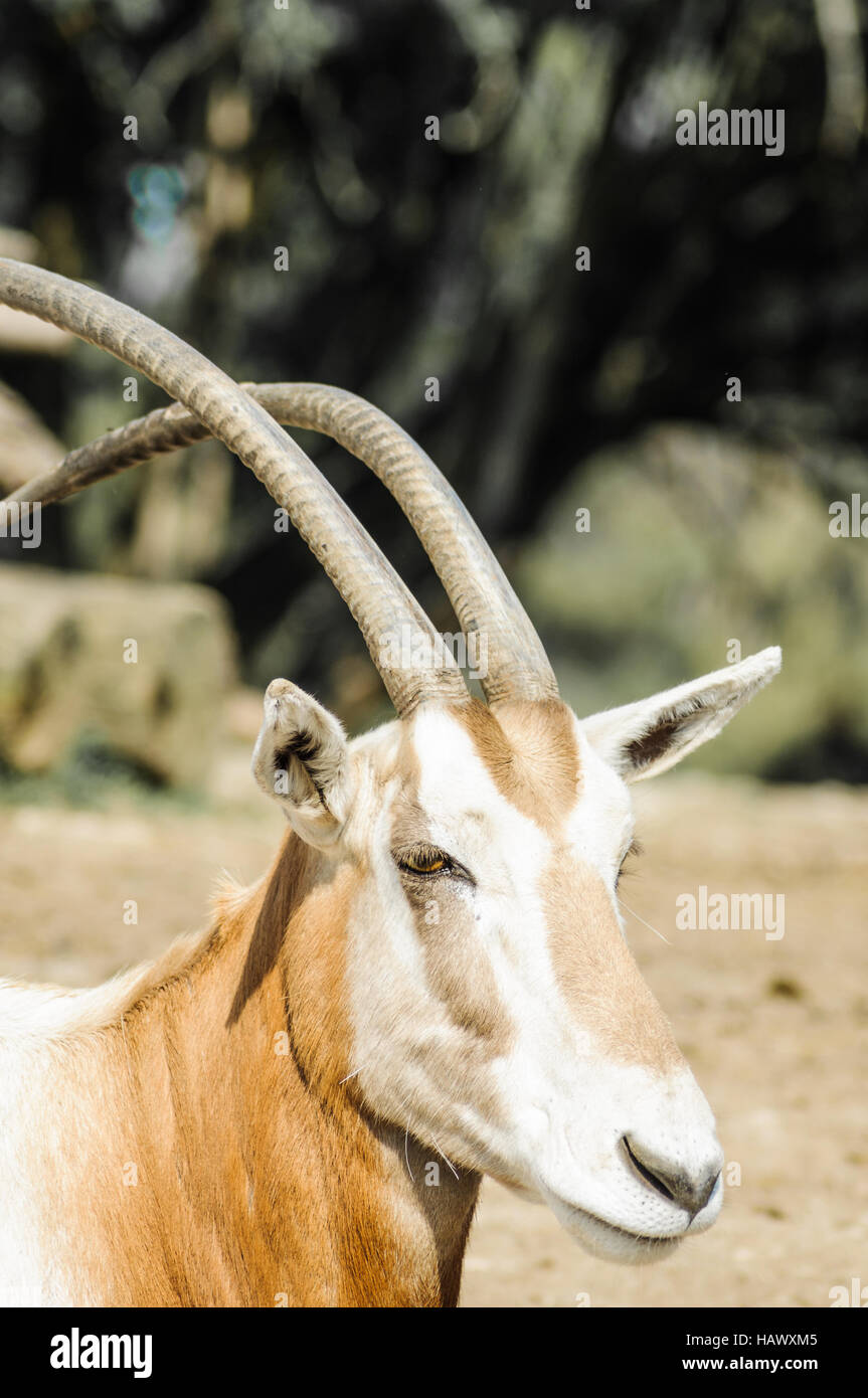 Gazelle Stock Photo