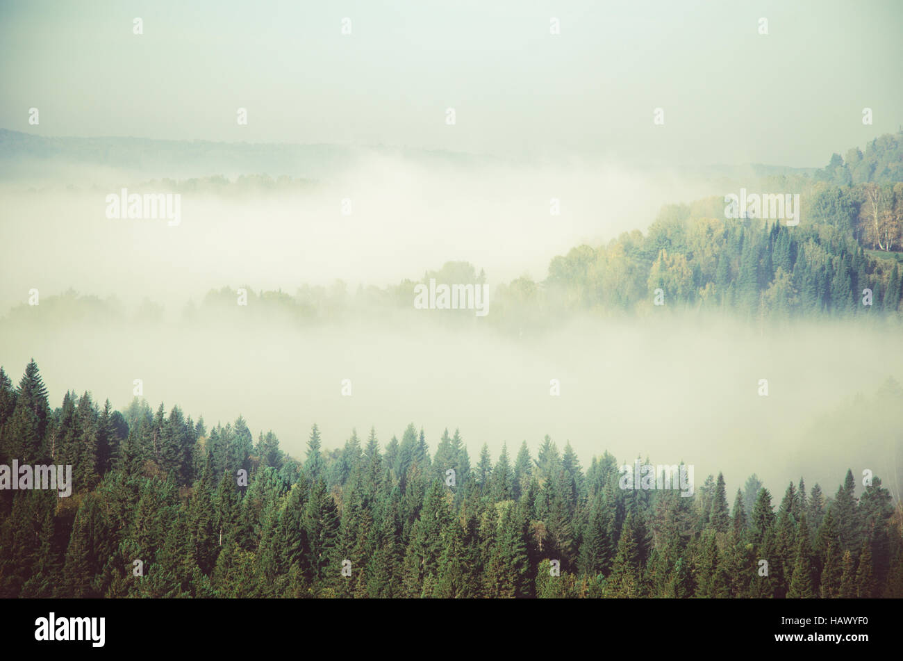 Thick fog covered coniferous hi-res stock photography and images - Alamy