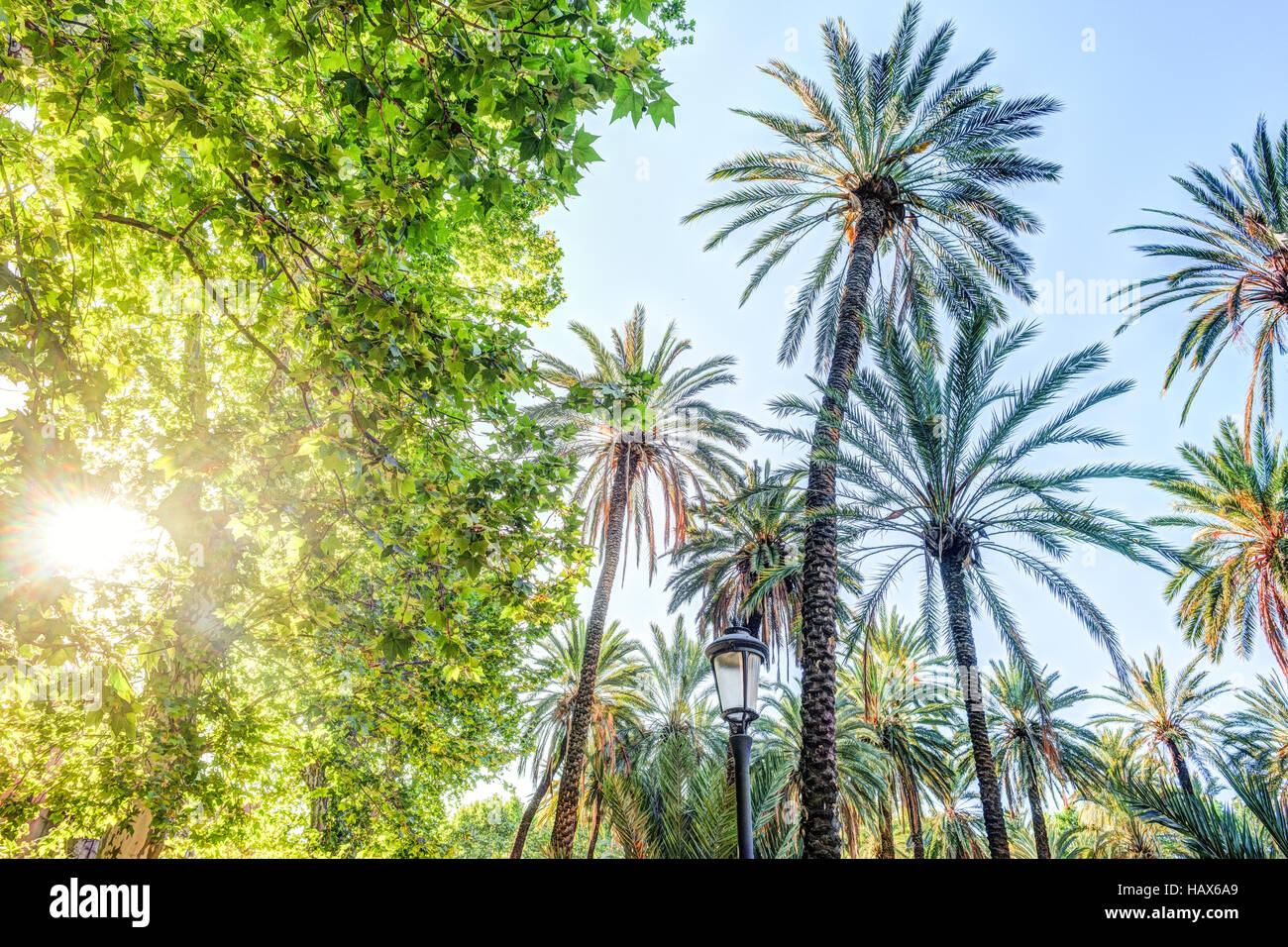 Palm trees in a tropical resort at beautiful sunny day Stock Photo - Alamy