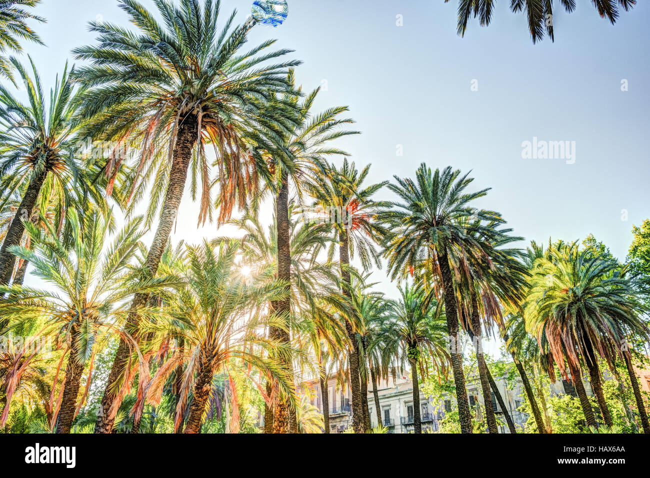 Palm trees in a tropical resort at beautiful sunny day Stock Photo - Alamy