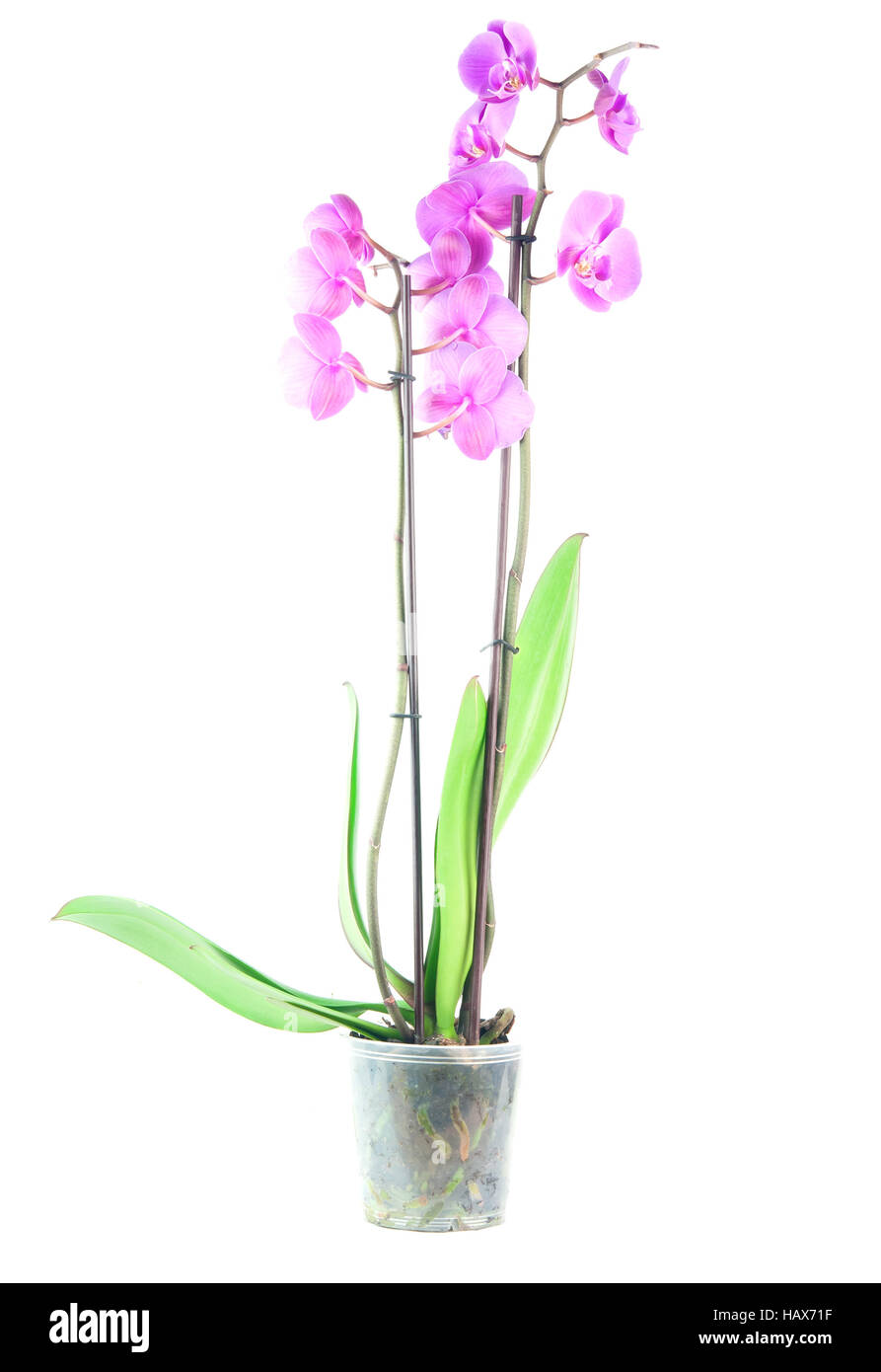 pink orchid isolated on a white background Stock Photo - Alamy